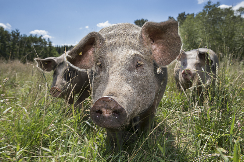 Weidevarkens voor Rabobank